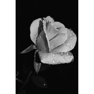 TM2844 rose petals mono flower