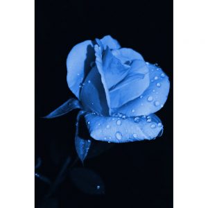 TM2845 rose petals bright blue flower