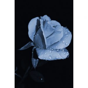 TM2846 rose petals light blue flower