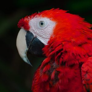 TM2883 parrot bird paradise red