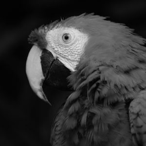 TM2884 parrot bird paradise mono
