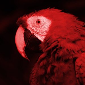 TM2885 parrot bird paradise bright red