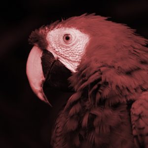TM2886 parrot bird paradise light red