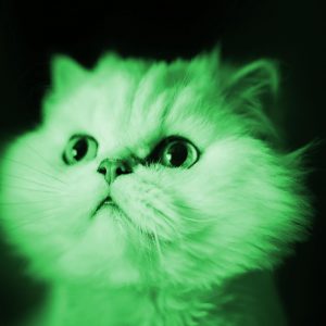TM2935 kitten white bright green
