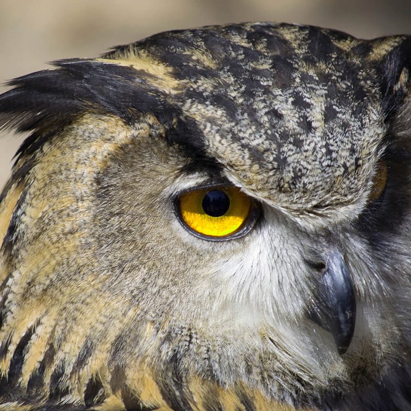TM2961 yellow owl eye