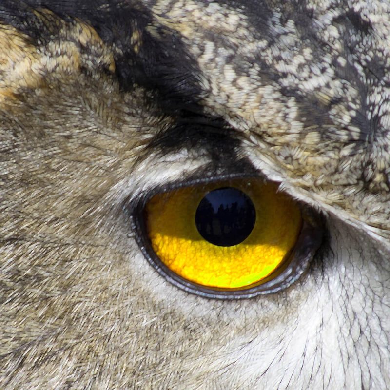 TM2962 yellow owl eye detail