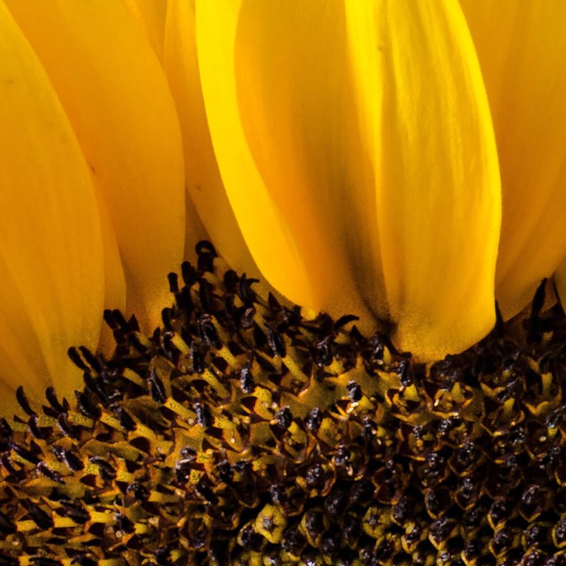 TM2974 yellow sunflower head detail
