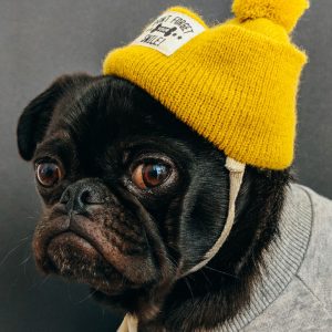 TM2989 yellow wool hat dog