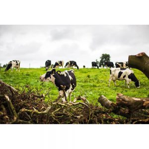 SG2621 cows farm belfast