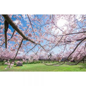 SG2659 cherry blossom tree sakura spring
