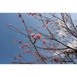 SG2660 cherry blossom tree spring
