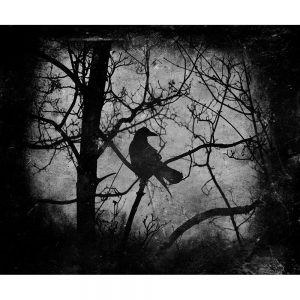 SG2677 crow bird night tree
