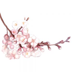 SG2699 watercolour sakura blossom nature