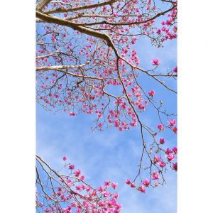 SG2718 magnolia flowers tree nature