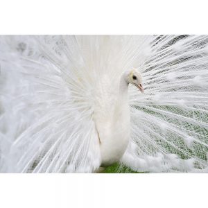 SG2719 male white peacocks tail feathers ukraine