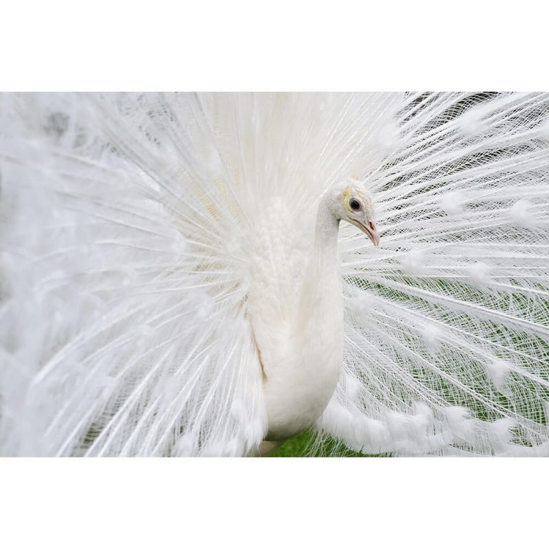 SG2719 male white peacocks tail feathers ukraine