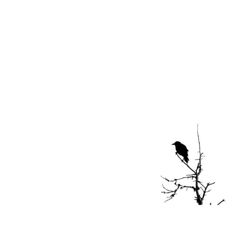 SG2725 minimalist bird sparrow silhouette