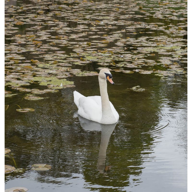 SG2729 swan lake cumbria england