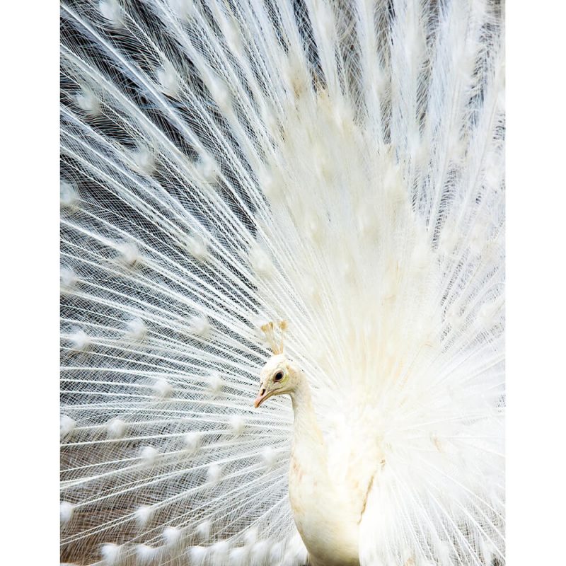 SG2744 peacock white bird