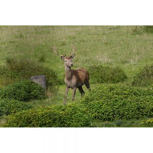 SG2753 red deer rutting countryside