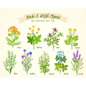 SG2881 blooming herbs wild flowers poster