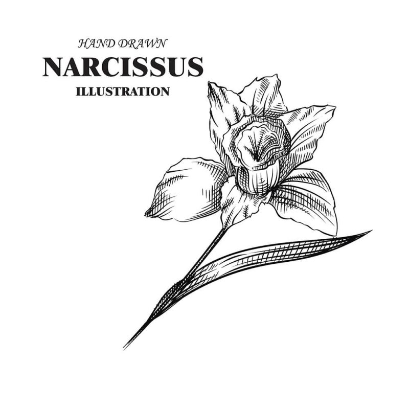 SG2882 narcissus flower sketch floral