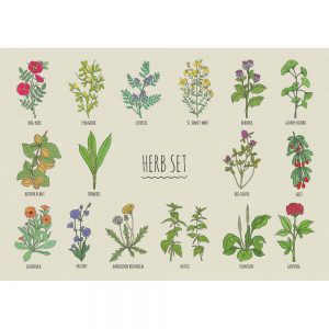 SG2883 blooming herbs wild flowers poster