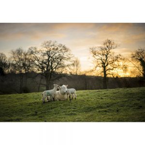 SG3075 cotswolds counrtyside sheep cheltenham england