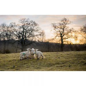 SG3076 cotswolds counrtyside sheep cheltenham england