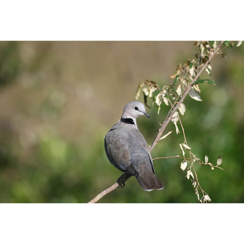 SG3245 african dove tree