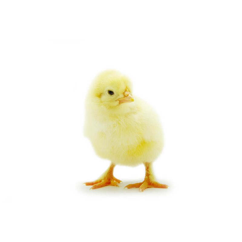SG3246 baby chicken chick