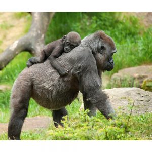 SG3247 baby gorilla mother