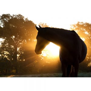 SG3249 arabian horse silhouette