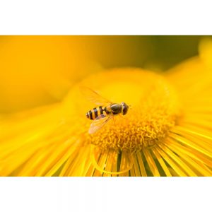 SG3250 bee yellow flower
