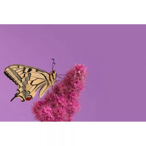 SG3258 butterfly insect pink flower wildlife