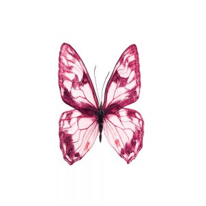 SG3259 butterfly insect pink wildlife