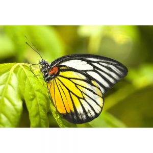 SG3262 butterfly insect wildlife leaf