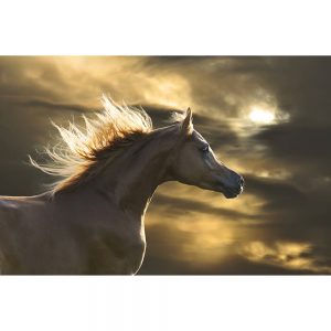 SG3266 chestnut horse gallop sunset