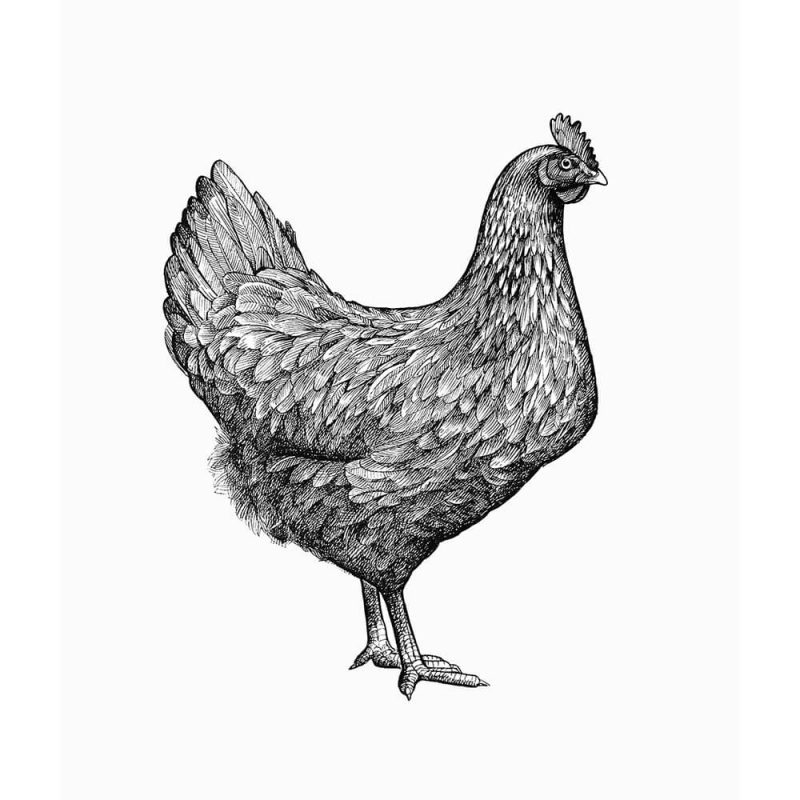 SG3267 chicken illustration