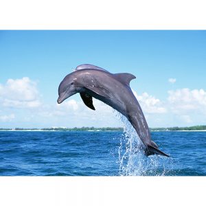 SG3276 dolphin sea ocean