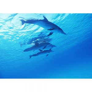 SG3277 dolphins sea ocean