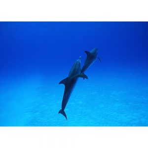 SG3278 dolphins sea ocean