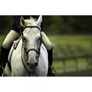 SG3289 dressage horse rider