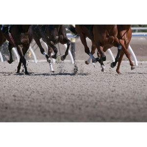 SG3293 motion blur speeding race horses