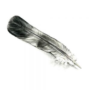 SG3296 feather