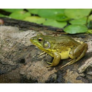 SG3301 frog rock pond