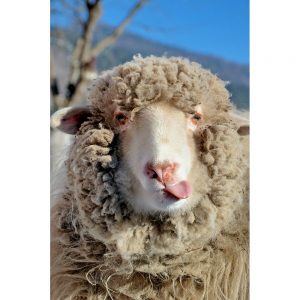 SG3304 sheep farm humour