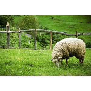 SG3305 grazing sheep farm field