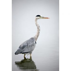 SG3307 grey heron wading water