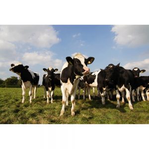 SG3309 herd cows field
